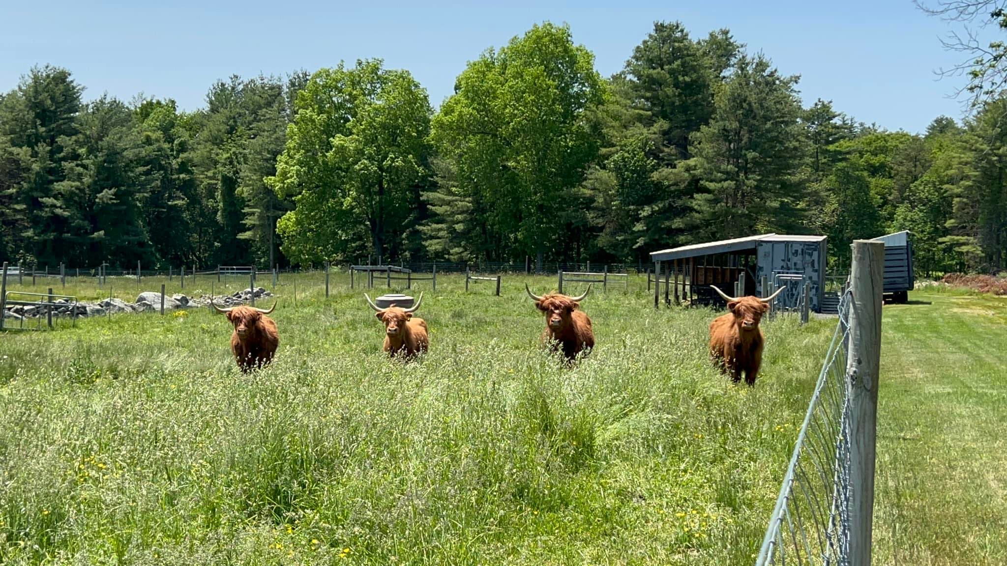 Highland Cattle in pasture at Moonlight Run Farm