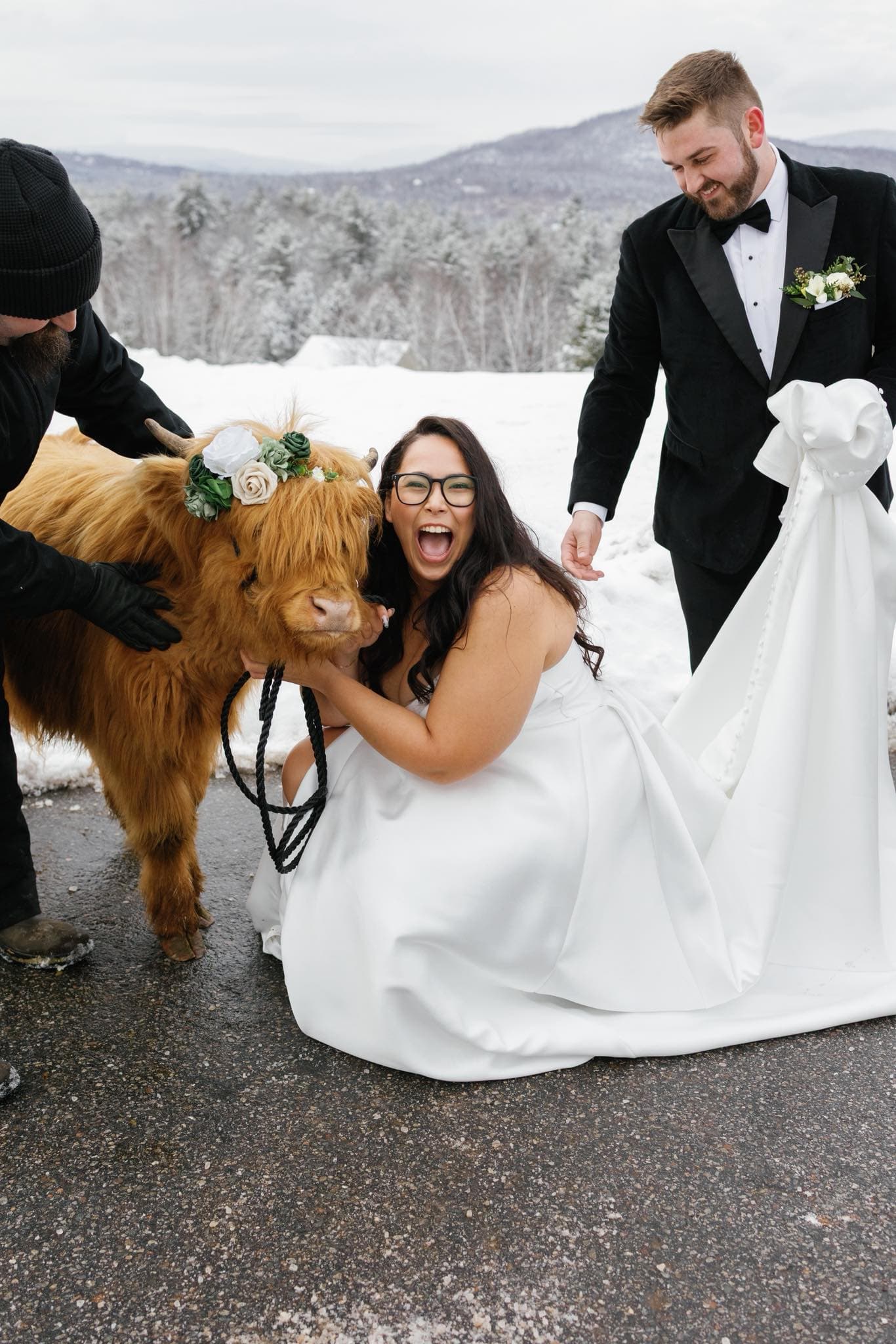 Highland Calf at a wedding event with Moonlight Run Farm