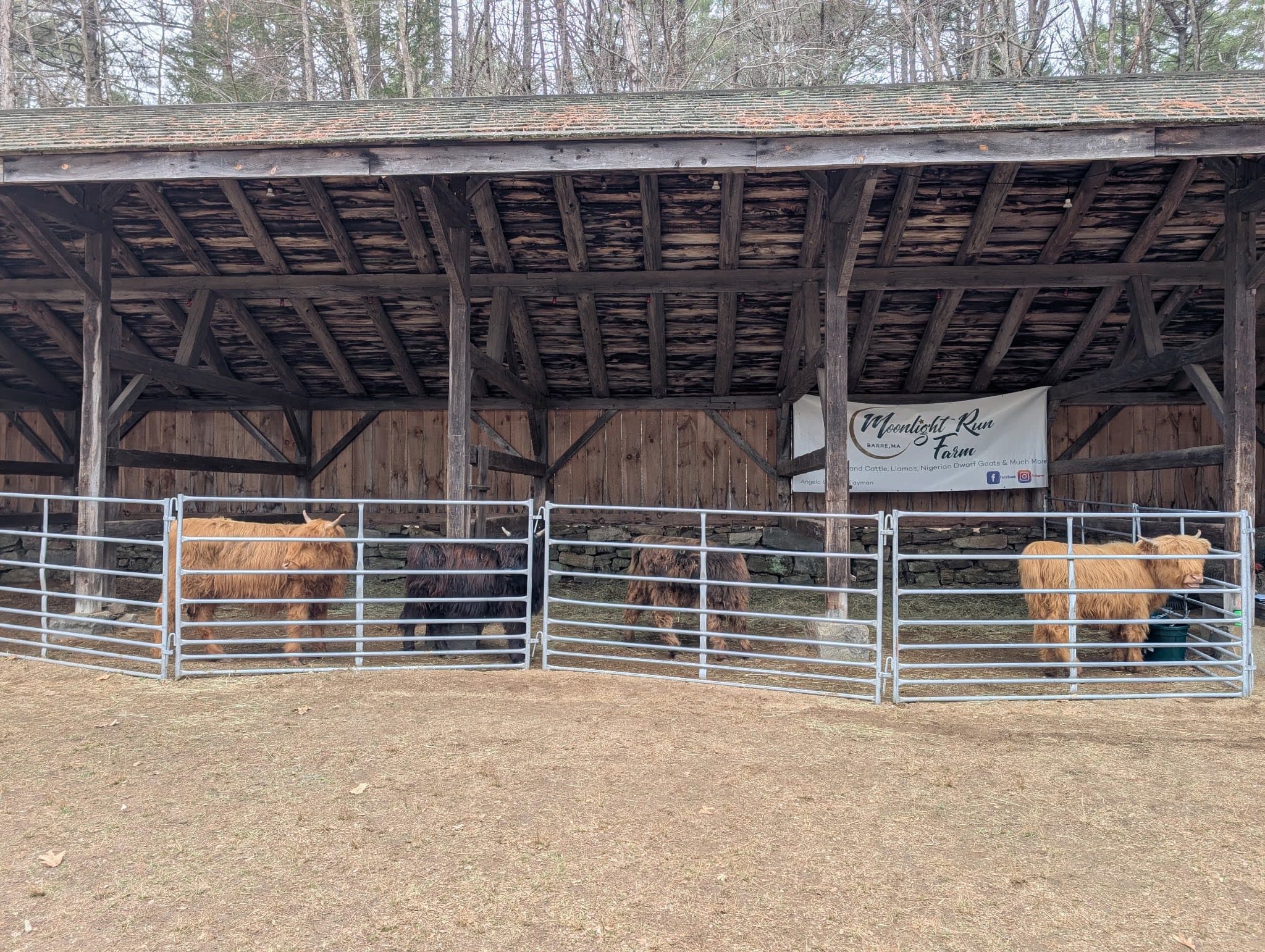 Highland Cattle at Moonlight Run Farm